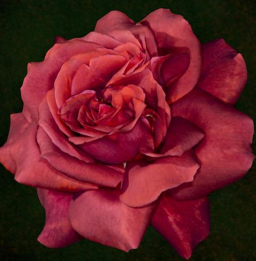 位图 植物摄影 写实花卉 花朵 数码照片 免费素材产品工业素材免费
